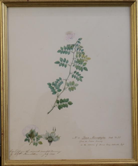 Elizabeth Francillon (East India Company) 2 botanical studies - Rosa Macrophylla and Rosa Banksia 17 x 14in.